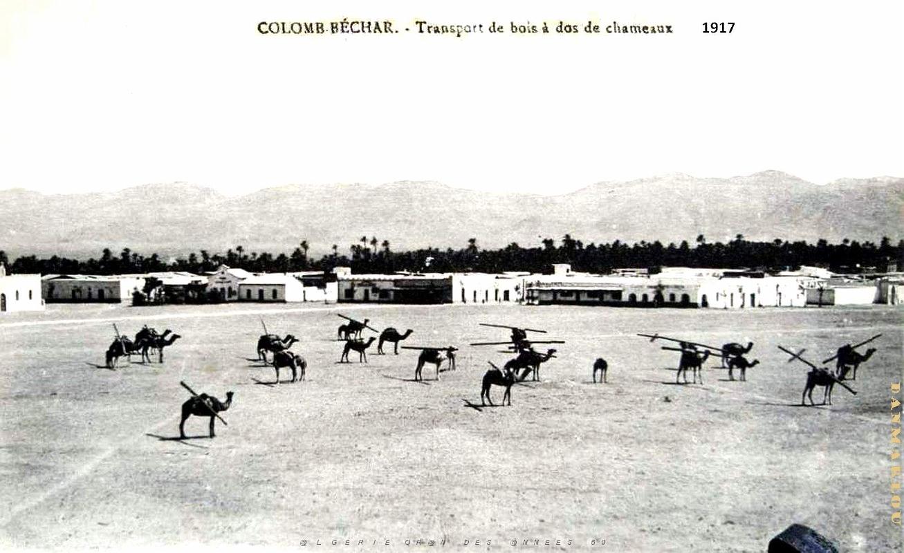 Colomb-Bechar - Chameaux - Transport de Bois - 1917.jpg